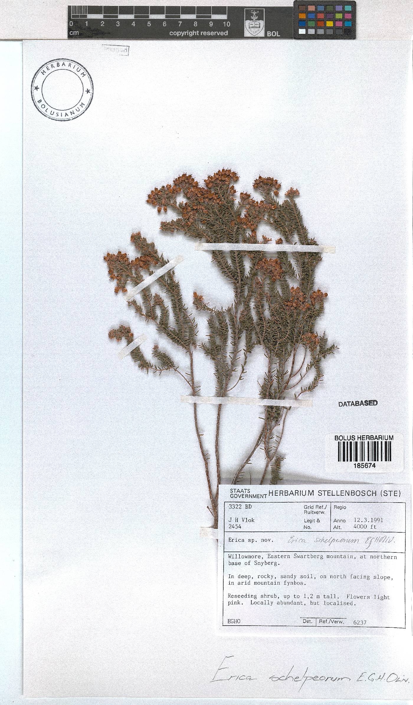 Erica schelpeorum image