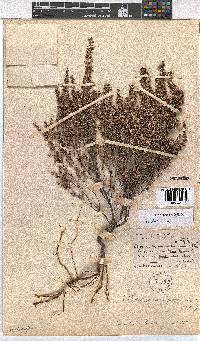 Erica vallis-fluminis image