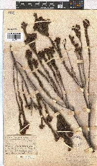 Erica viscaria subsp. pustulata image