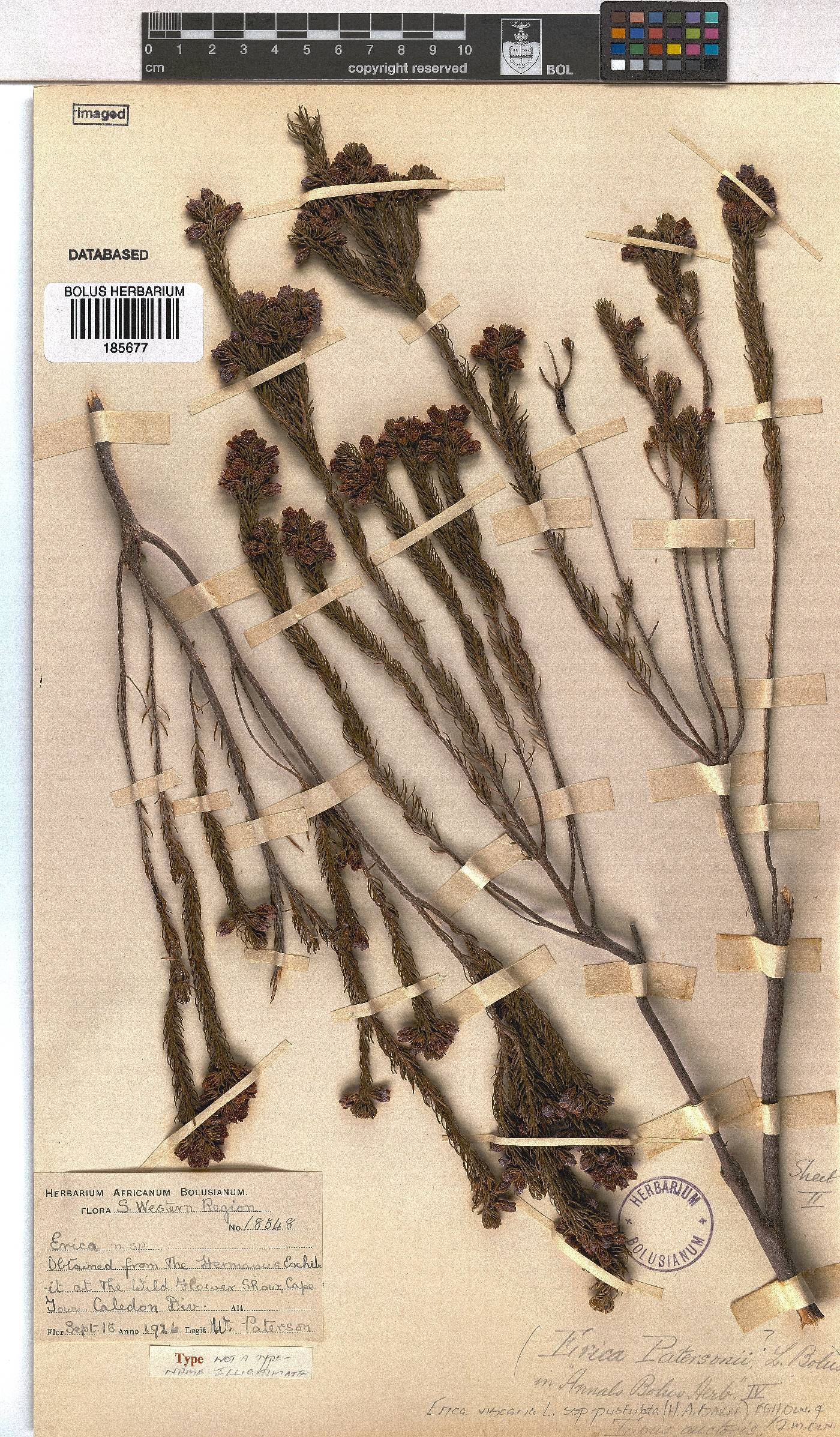 Erica viscaria subsp. pustulata image