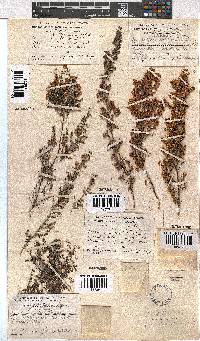 Erica mauritanica image