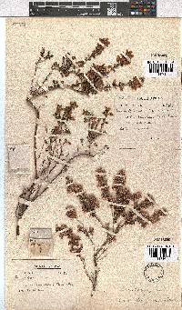 Erica hirtiflora image