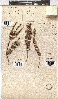 Erica hirtiflora image