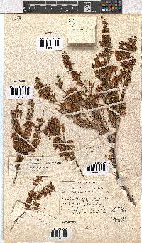 Image of Erica laeta