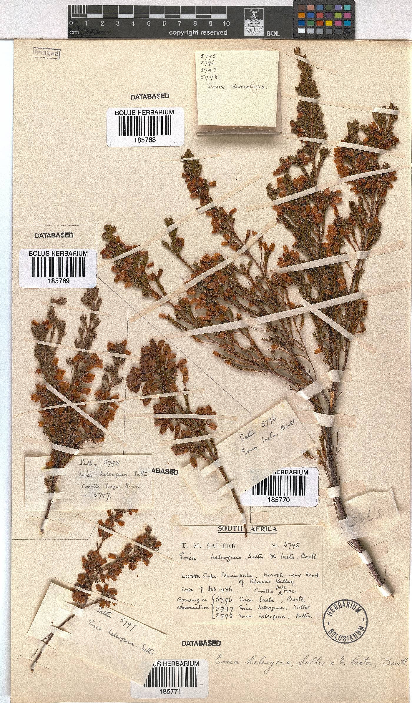 Erica heleogena image