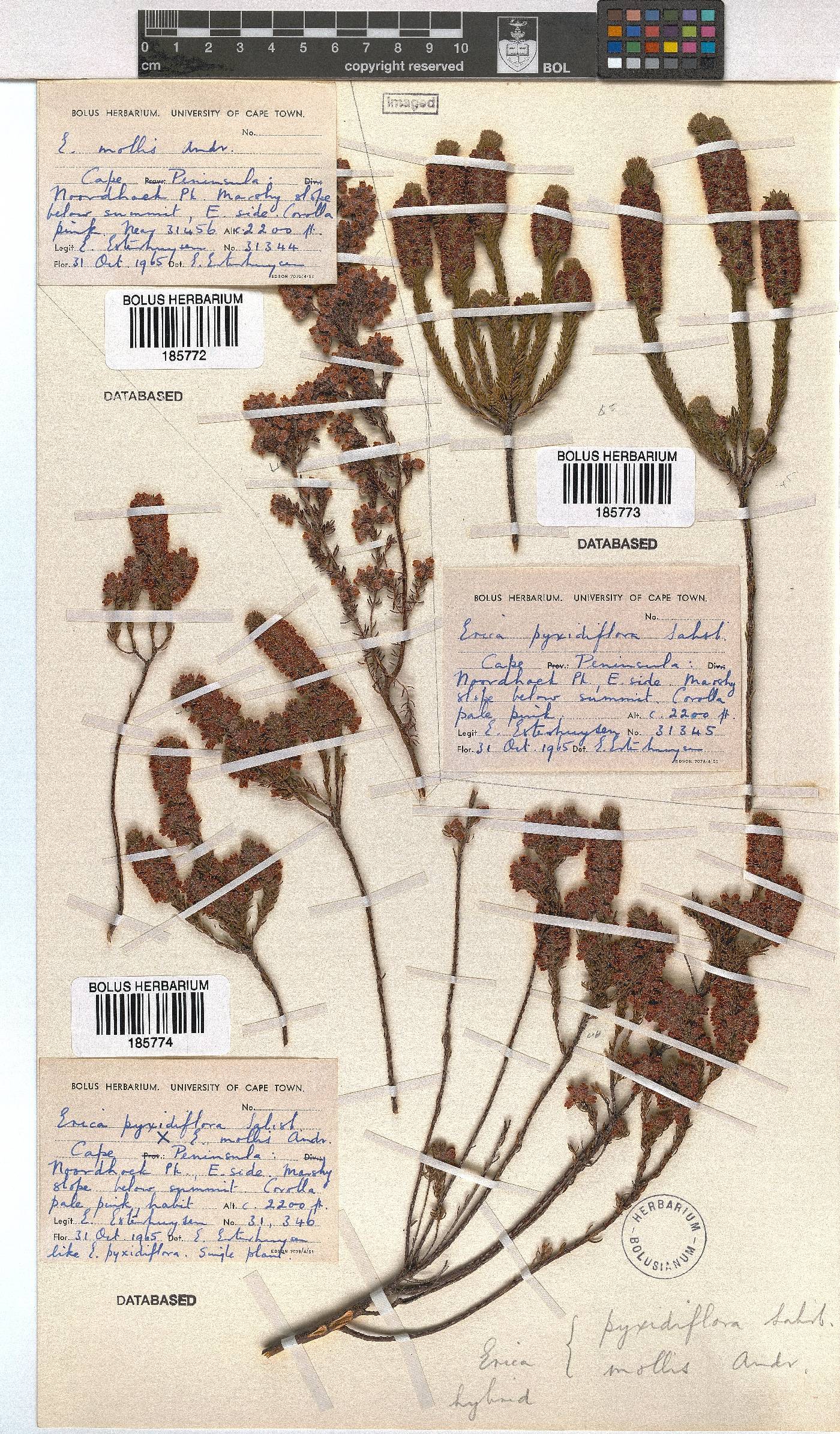Erica mollis image