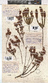 Erica pyxidiflora image