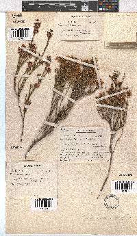 Image of Erica corifolia