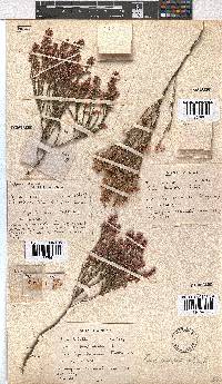 Image of Erica gnaphaloides