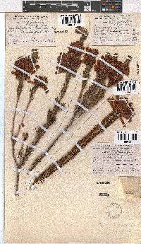 Erica viscaria subsp. longifolia image