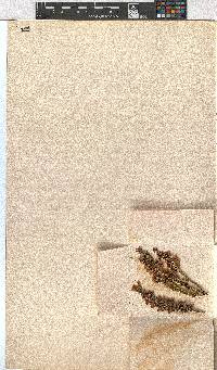 Erica capensis image