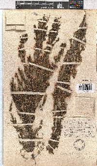 Erica cristiflora image