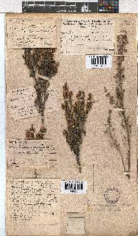 Erica cristiflora image