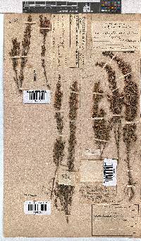 Erica cristiflora image