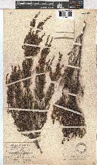 Erica cristiflora image