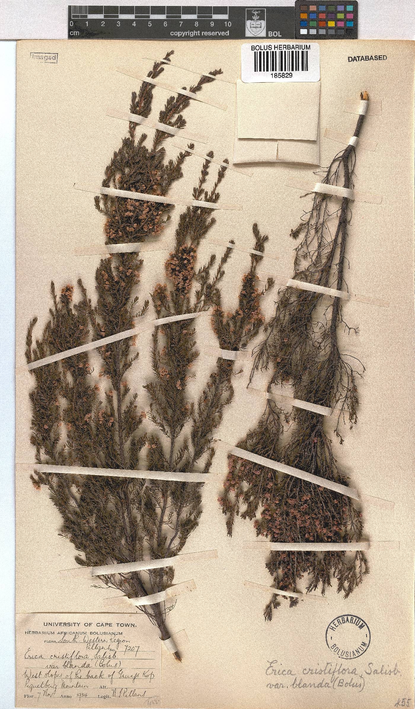 Erica cristiflora image