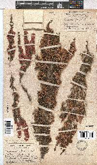 Erica cristiflora image