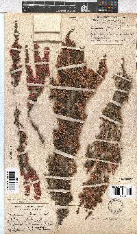 Erica cristiflora image