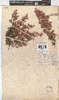 Erica cristiflora image