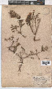 Erica cristiflora image