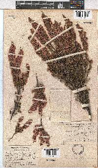 Erica cristiflora image