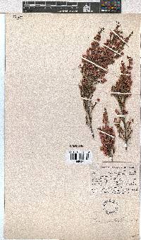 Erica cristiflora image