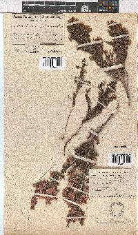 Erica cristiflora image