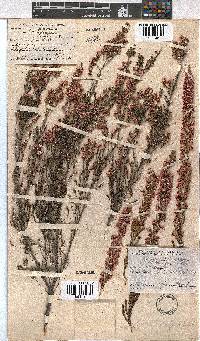 Erica cristiflora image