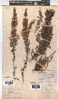 Erica cristiflora image