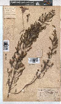 Erica cristiflora image