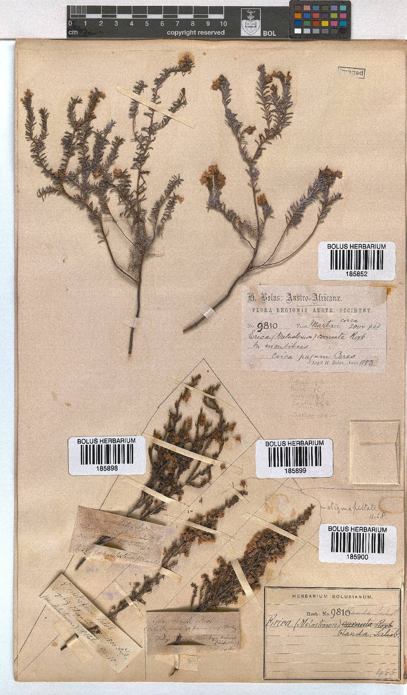 Erica cristiflora image