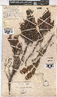 Erica cristiflora image