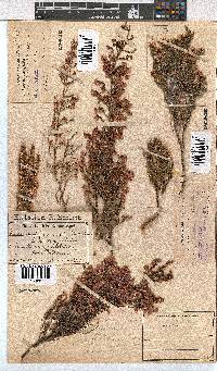 Erica cristiflora image