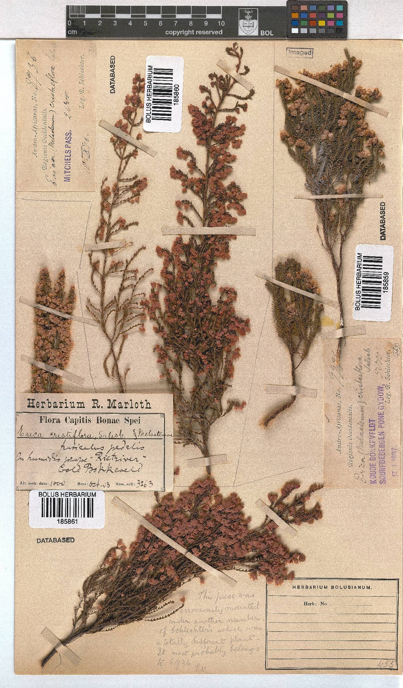 Erica cristiflora image