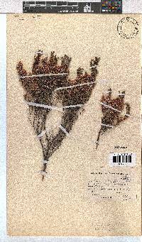 Erica cristiflora image