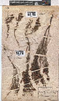 Erica cristiflora image