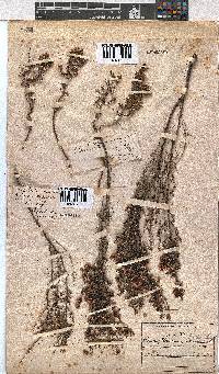 Erica cristiflora image