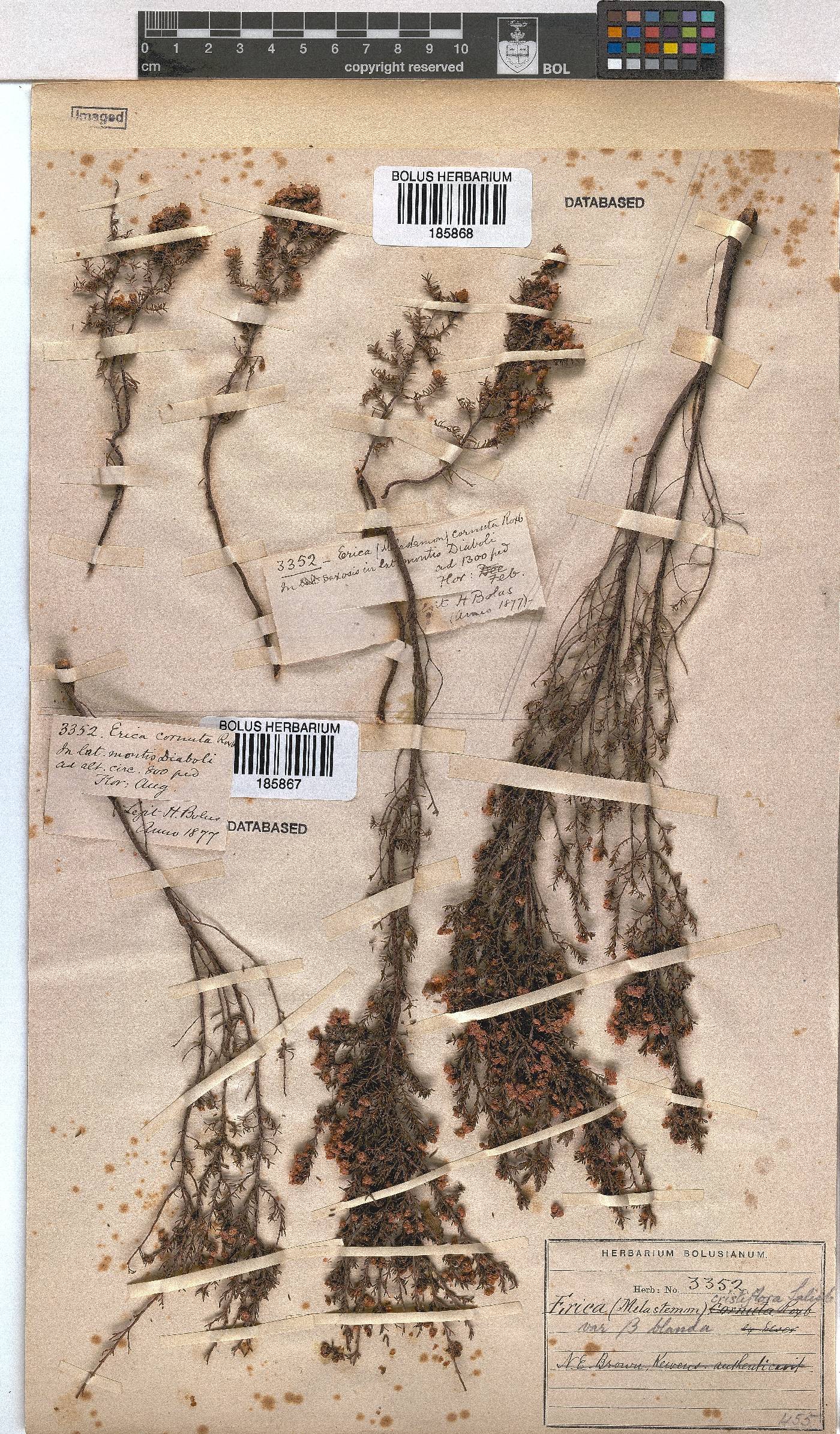 Erica cristiflora var. blanda image