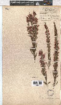 Erica cristiflora image