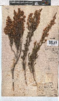 Erica cristiflora image