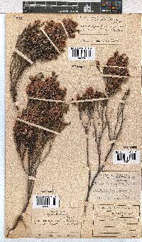 Erica cristiflora image