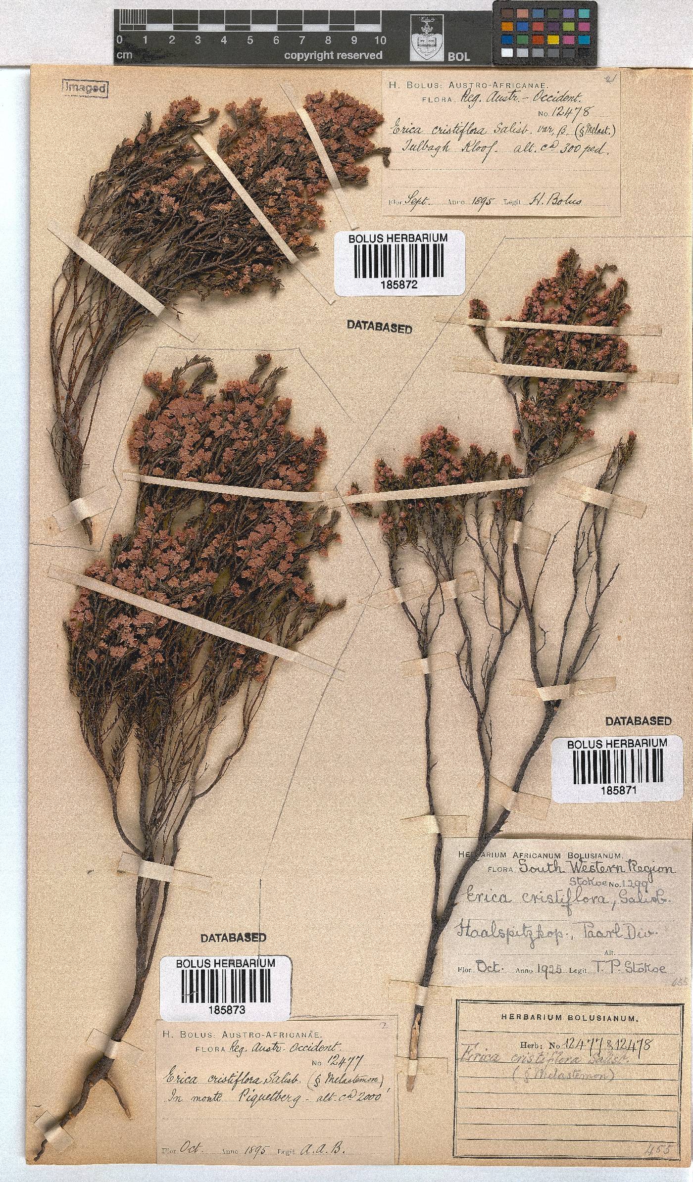 Erica cristiflora image