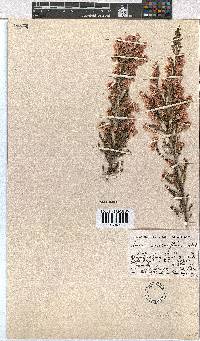 Erica cristiflora image