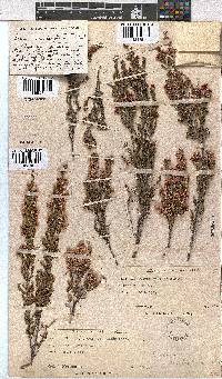 Erica cristiflora image