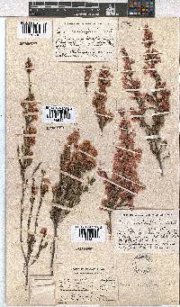 Erica cristiflora image