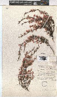 Erica cristiflora image