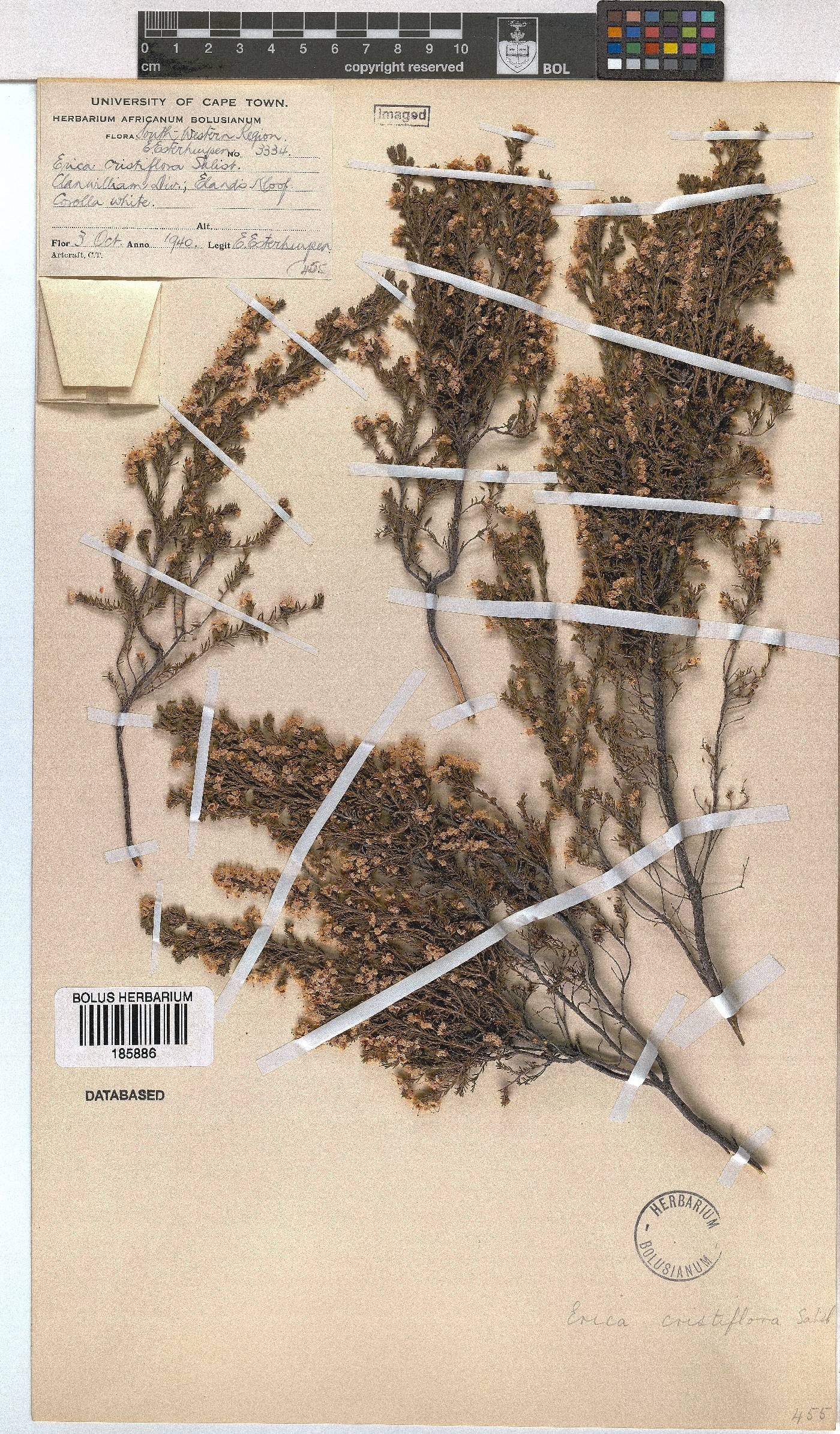 Erica cristiflora image