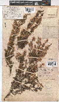 Erica cristiflora image