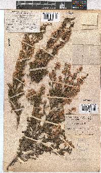 Erica cristiflora image