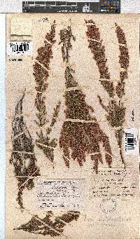 Erica cristiflora image